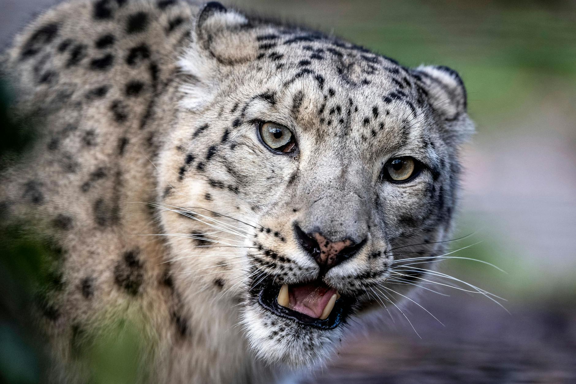 Auch ein Schneeleopard sorgte vor einigen Jahren für Schlagzeilen.
