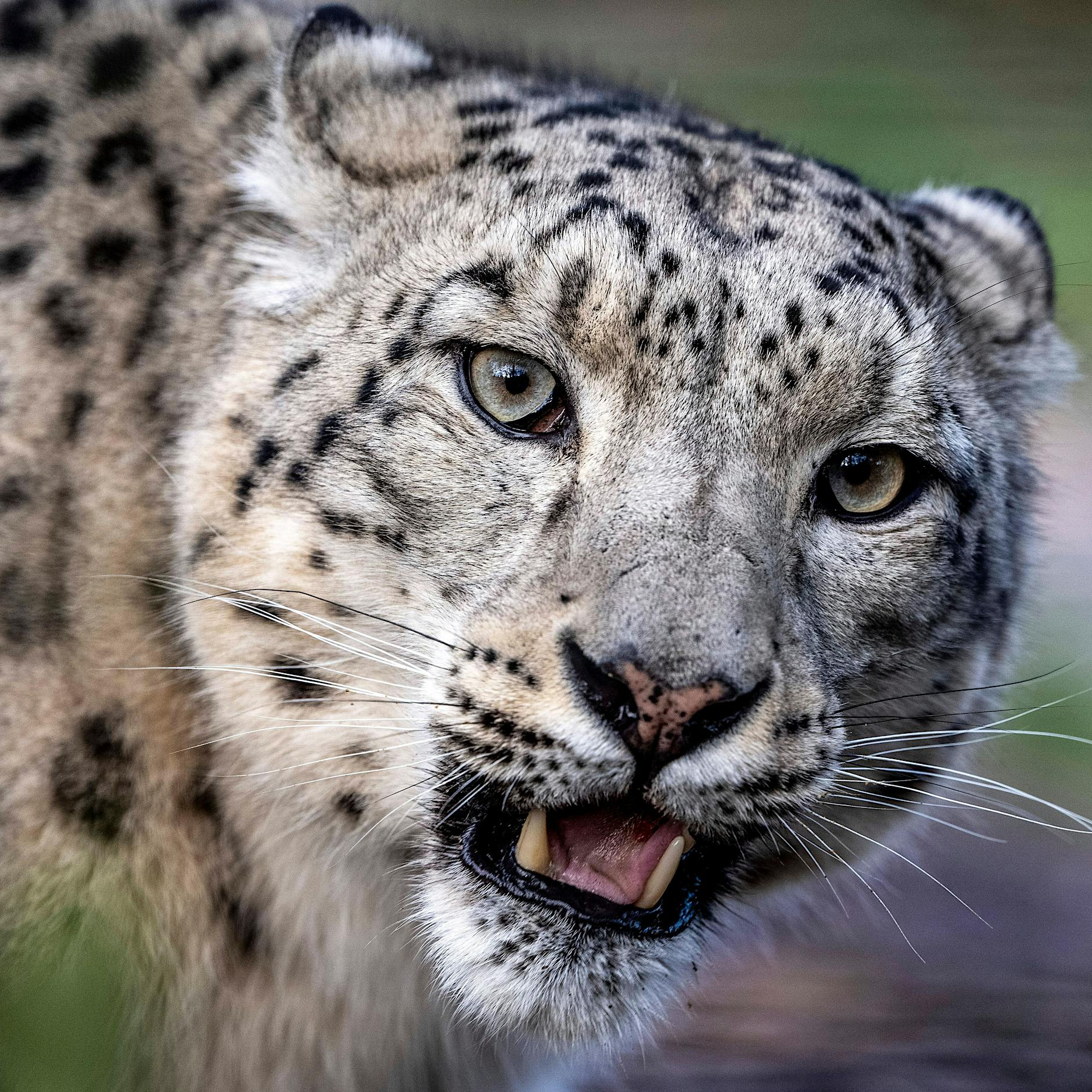 Diese Raubkatzen sind in den vergangenen Jahren ausgebüxt