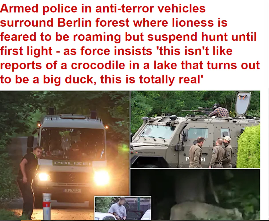 Medien wie die britische Daily Mail berichten über die Suche nach dem Löwen.&nbsp;