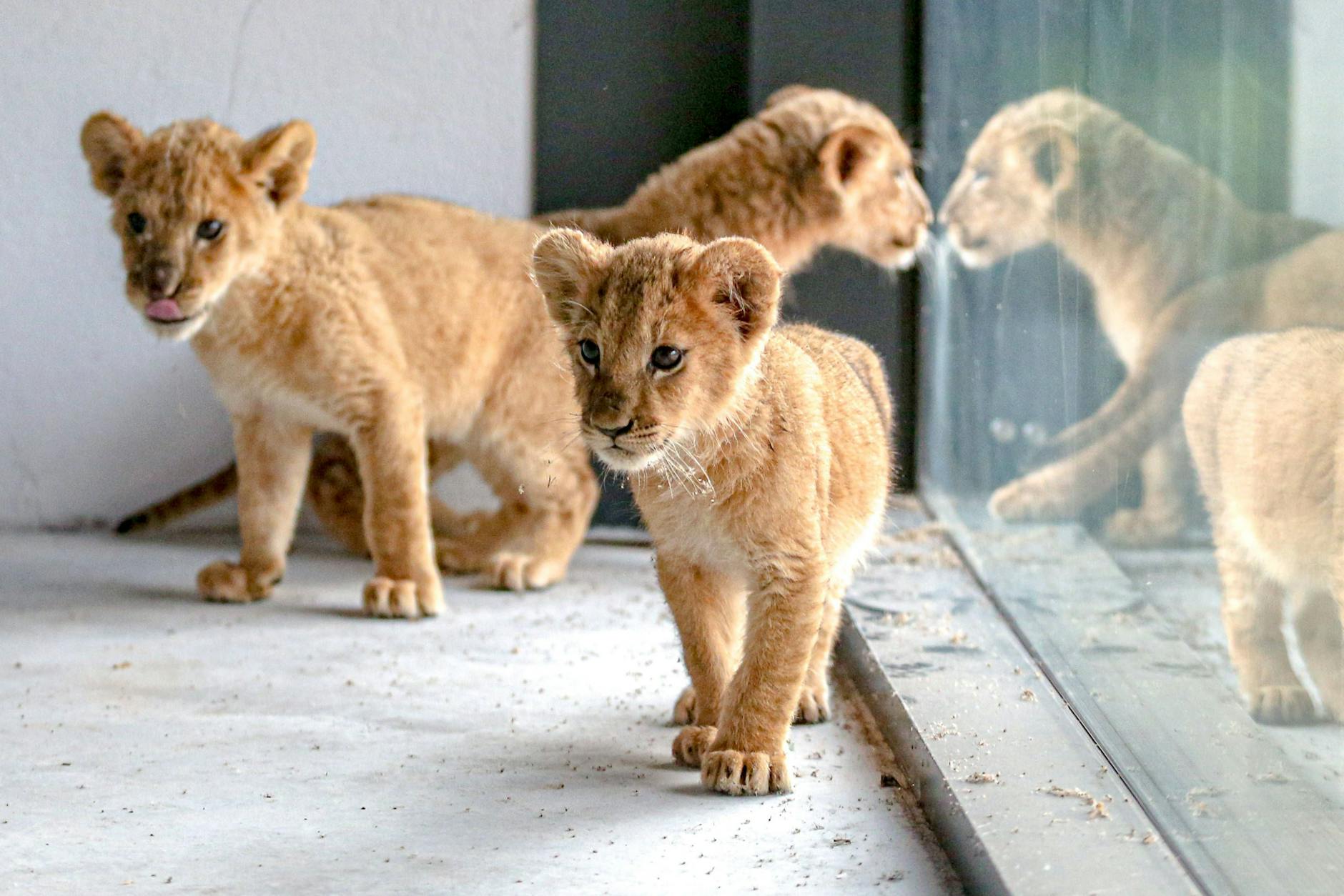 Drei verwaiste Löwenjunge wurden in der Ukraine gefunden und nach Polen gebracht.