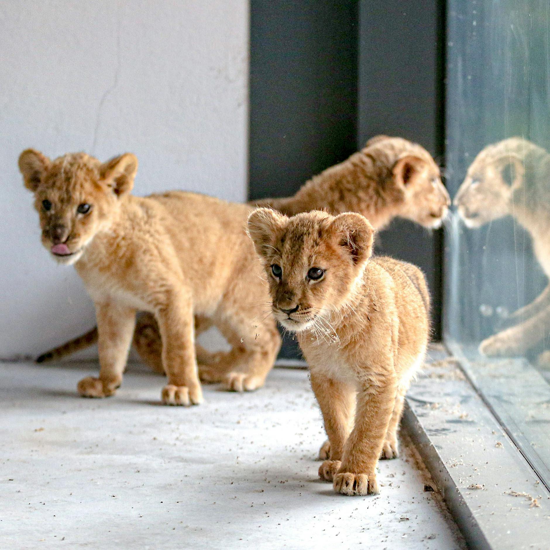 Löwenjagd in Berlin: Tierschützer fordern Exoten-Bann – „Ich hoffe, dass der Löwe die Politiker wachrüttelt“