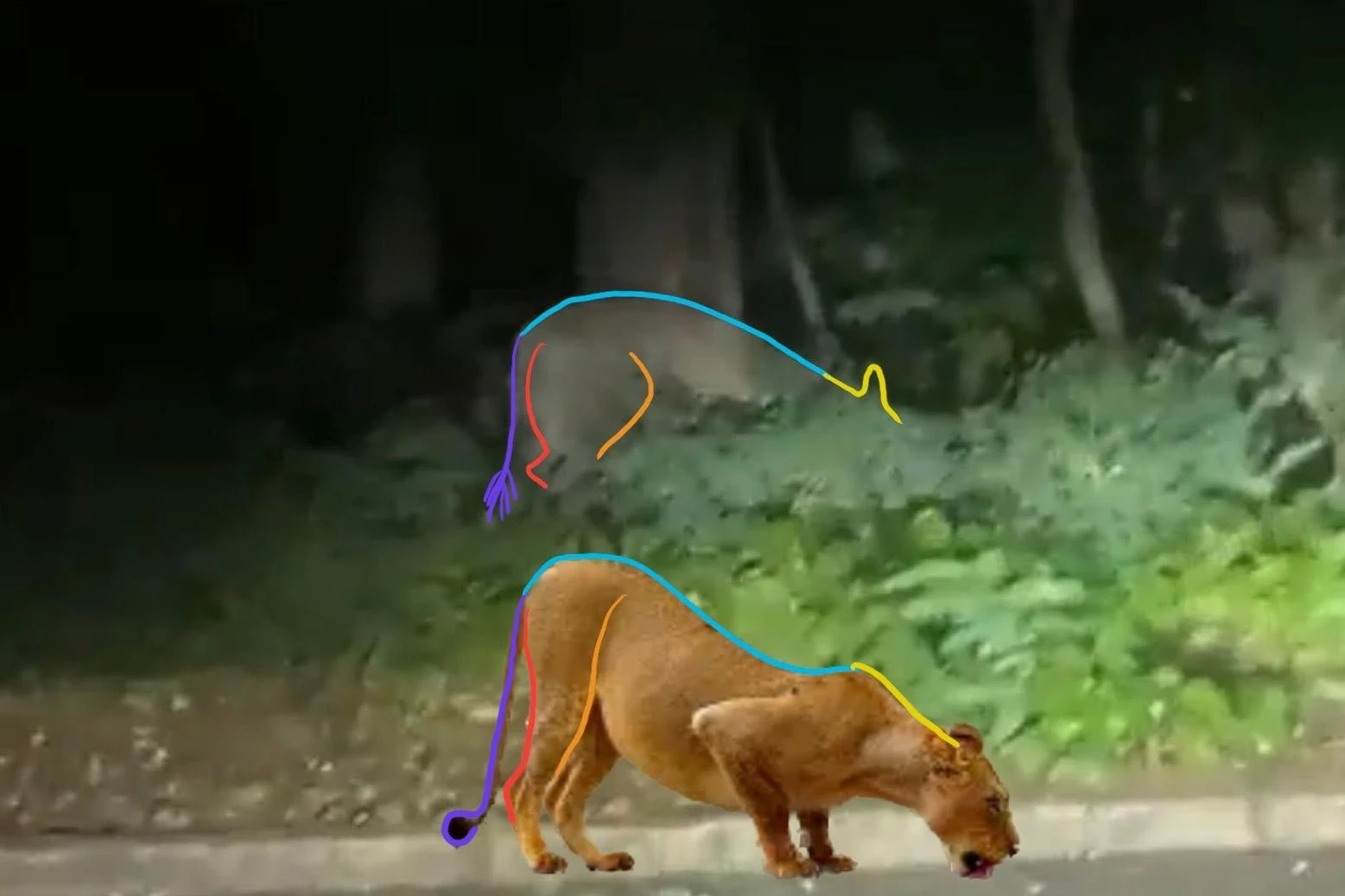 Experten untersuchten unter anderem den Verlauf des Rückens - bei einem Löwen und dem Tier in dem Video.