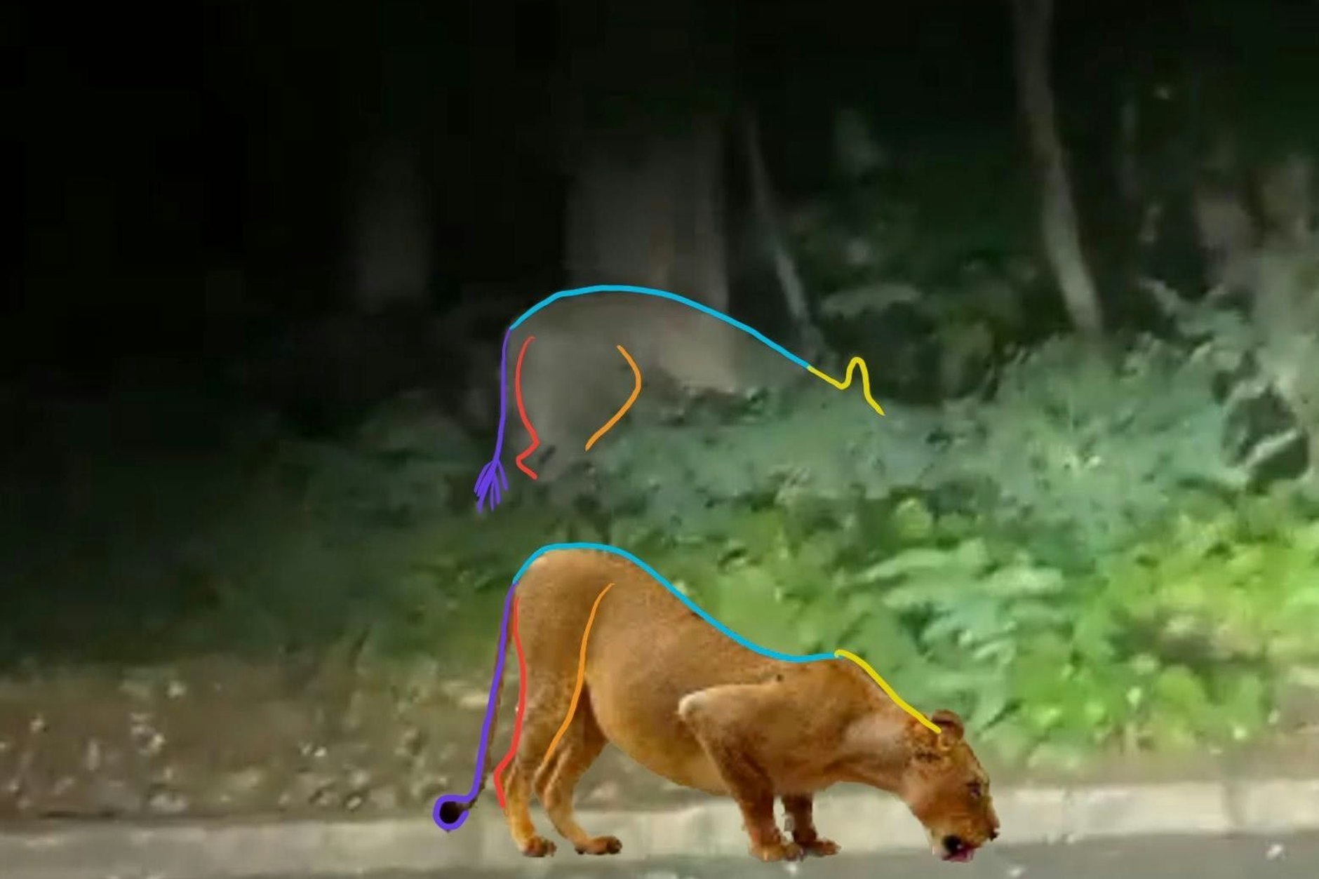 Experten untersuchten unter anderem den Verlauf des Rückens - bei einem Löwen und dem Tier in dem Video.