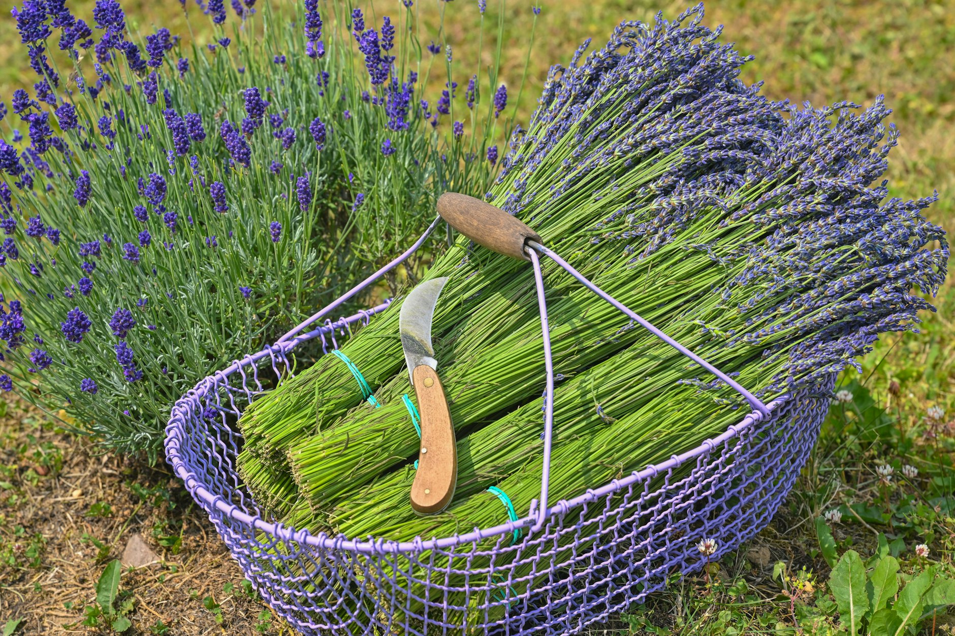 Wer hätte das gedacht?! In der nordöstlichen Uckermark gibt es weite Lavendelfelder. Die Blüten werden im Juli geerntet.