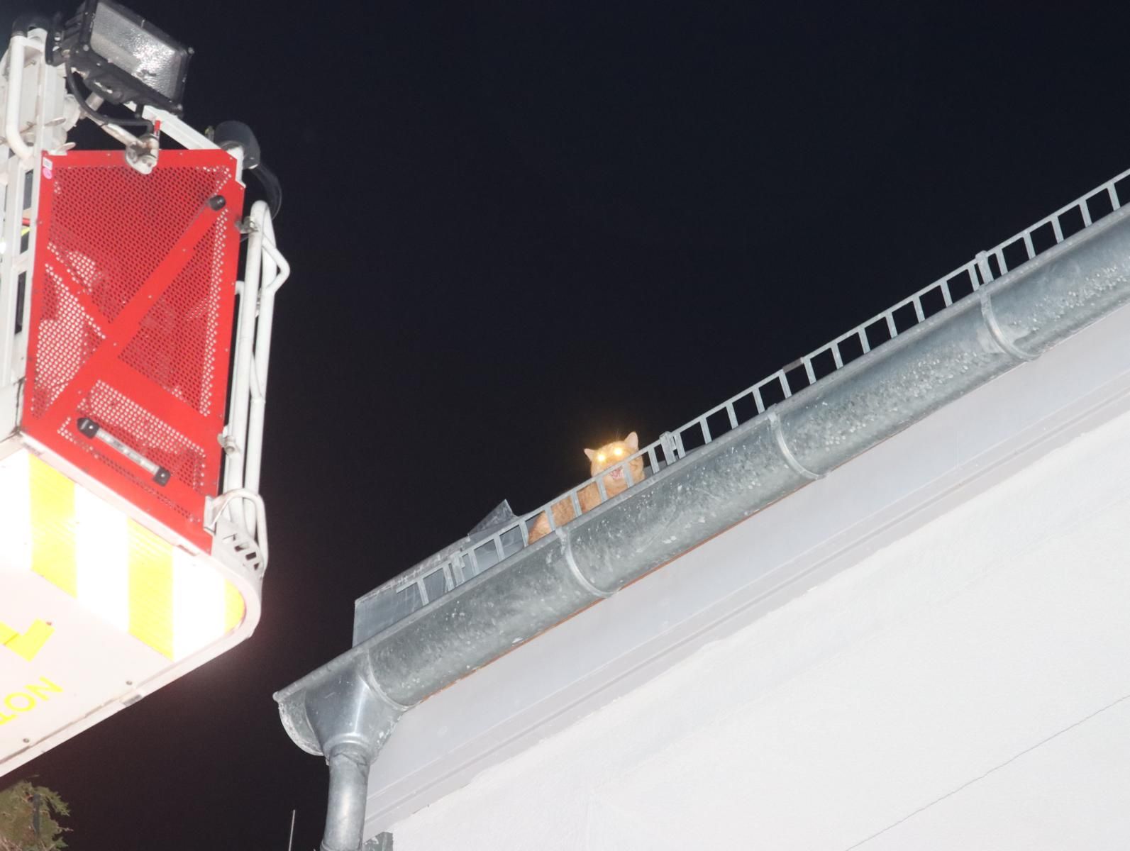 Feuerwehr Rettet Berliner Katze Von Dach In Friedrichshain