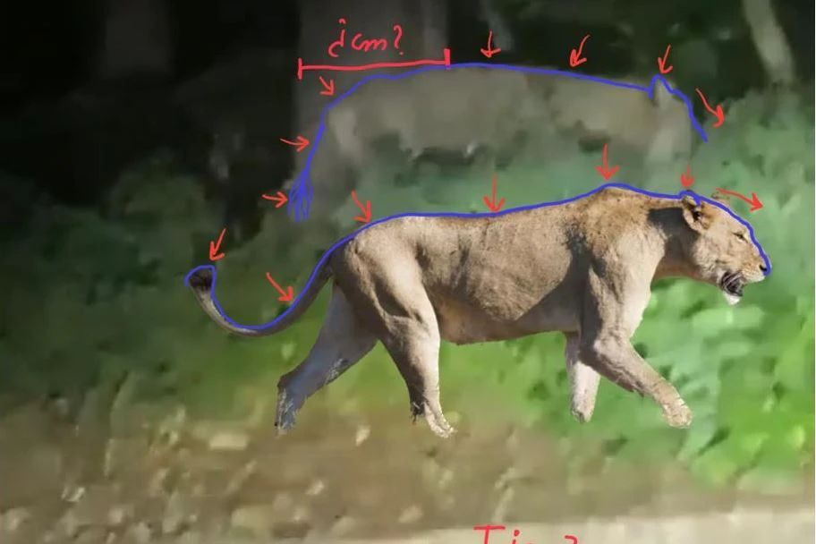 Wildschwein? Löwin? Experten untersuchten Körperform und Haltung.