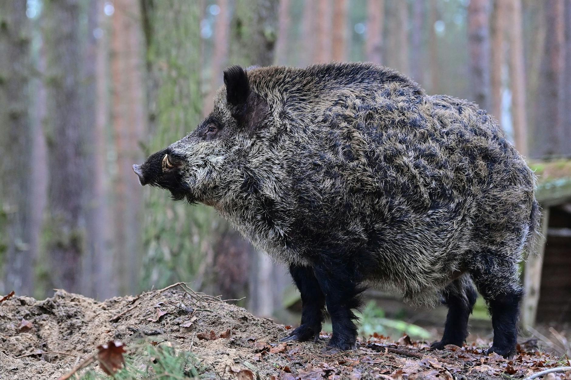 Experte für Wildtiere sieht in Berlin keinen Löwen, sondern zwei Wildschweine. (Symbolbild)