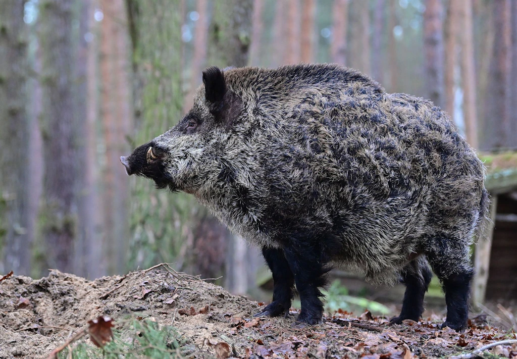Löwen-Suche in Berlin – Wildtierexperte ist sicher: „Es sind zwei Wildschweine“