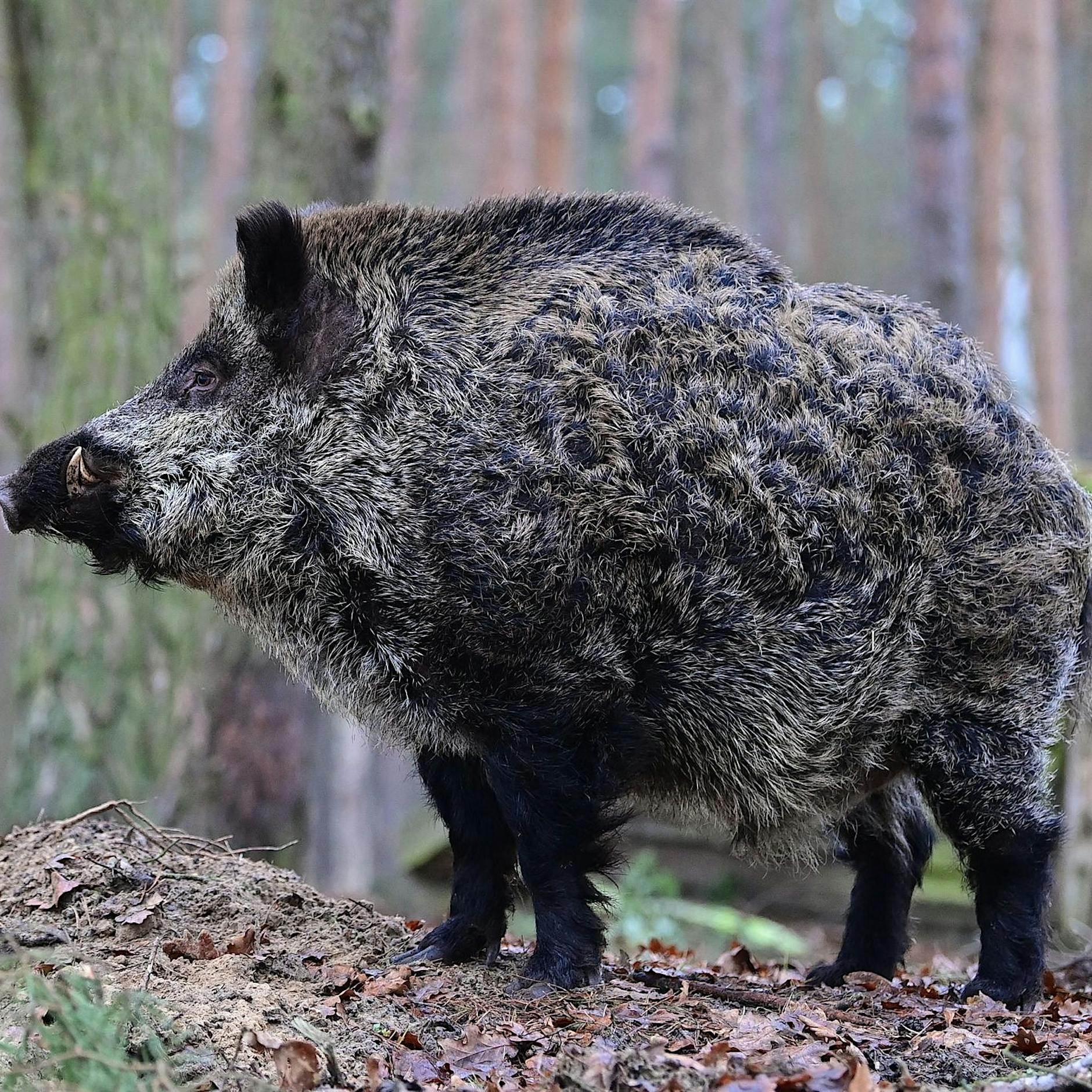 Löwen-Suche in Berlin – Wildtierexperte ist sicher: „Es sind zwei Wildschweine“