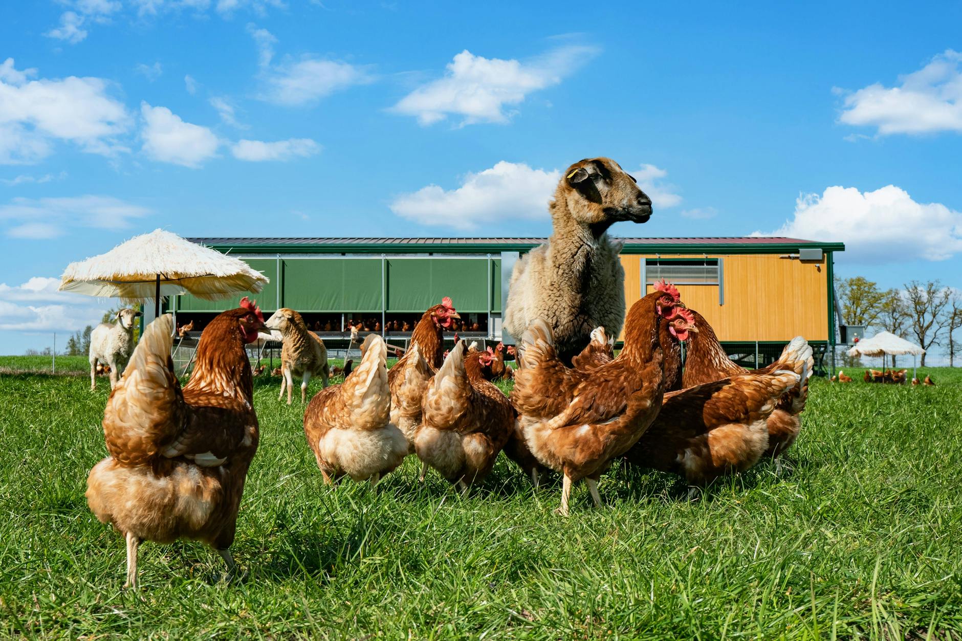 Braune Legehennen und Schafe auf einer Wiese vor einem mobilen Hühnerstall
