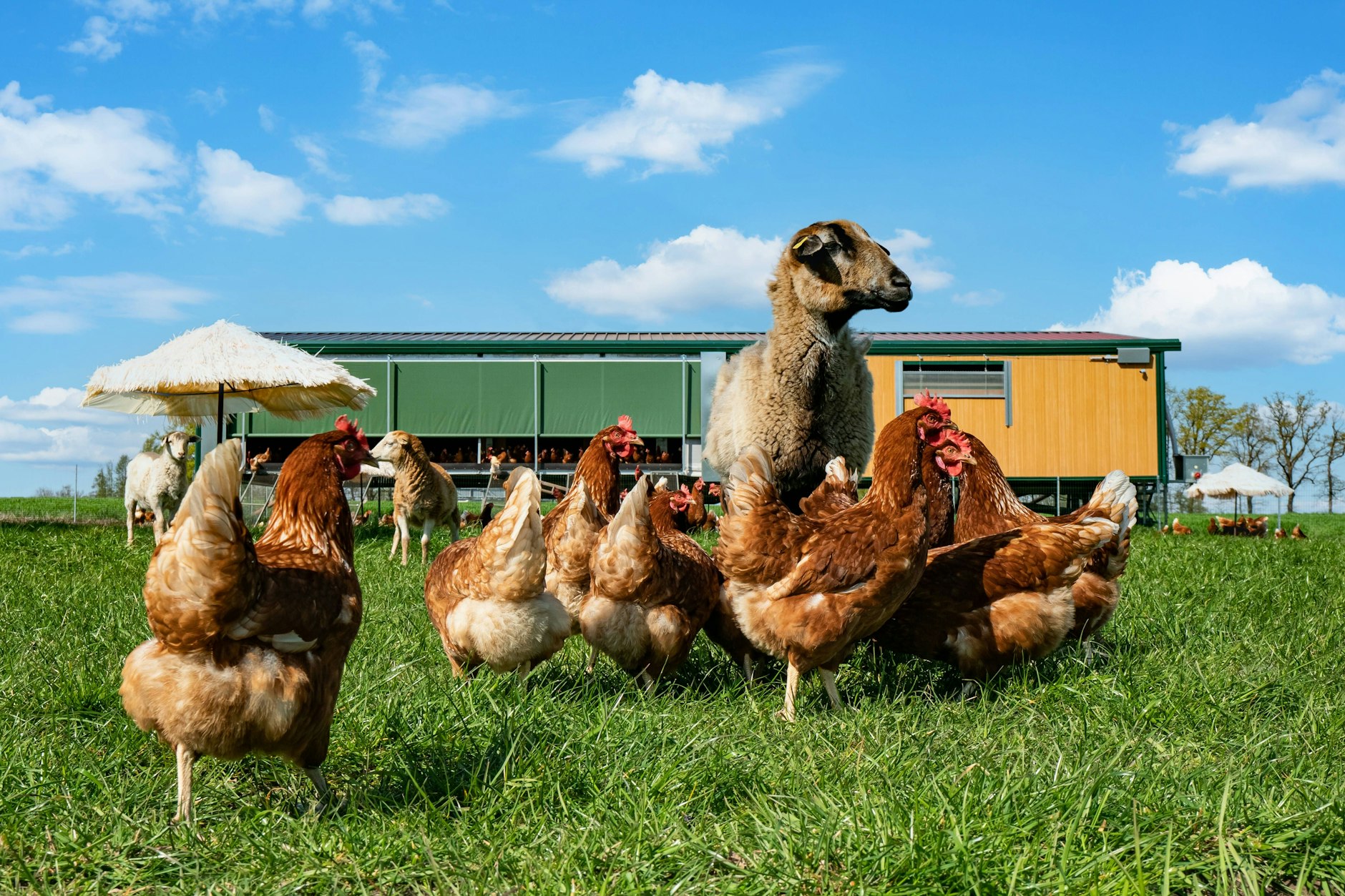 Braune Legehennen und Schafe auf einer Wiese vor einem mobilen Hühnerstall