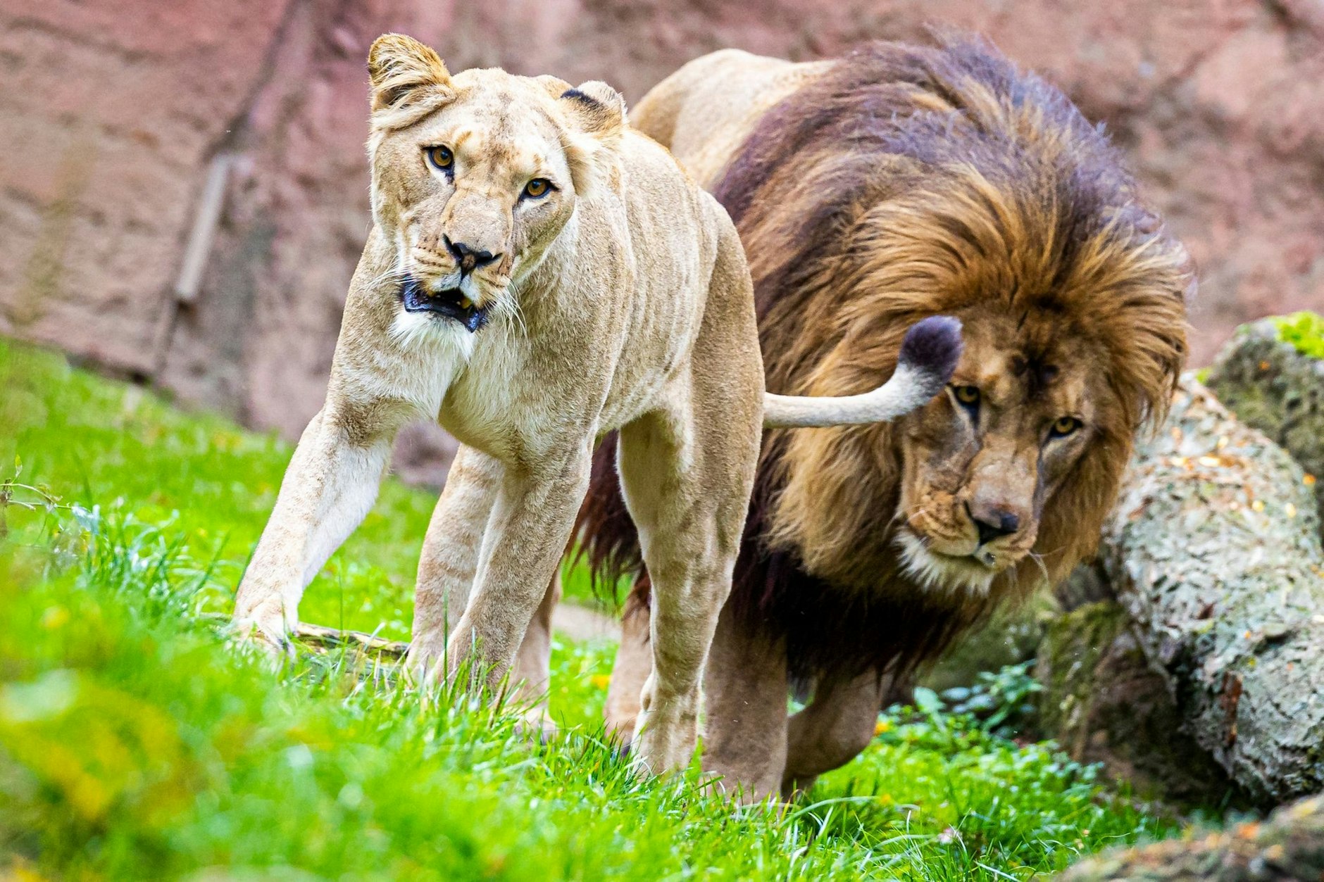 So hatten sich einige das Tier wohl vorgestellt ...