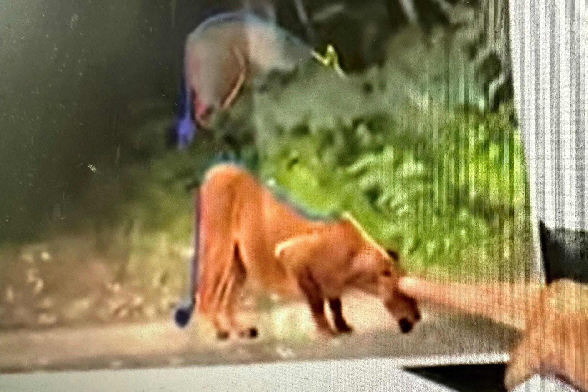 Das Beweisbild: Bürgermeister Grubert zeigt die unterschiedlichen Rücken von Wildschwein und Löwin.