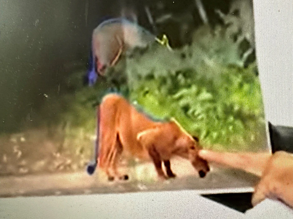 Das Beweisbild: Bürgermeister Grubert zeigt die unterschiedlichen Rücken von Wildschwein und Löwin.