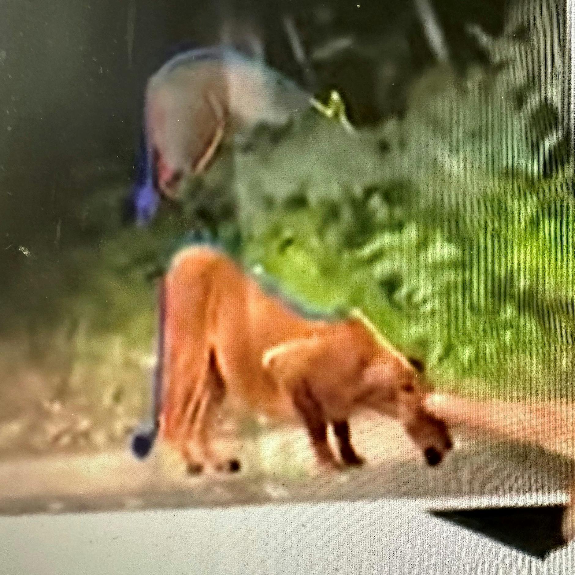 Löwin war Wildschwein: Warum hat niemand einen Jäger gefragt?