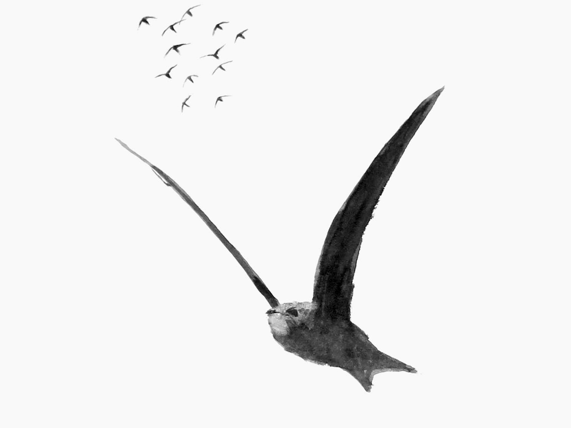 Illustration von Jonathan Pomroy aus dem besprochenen Buch.