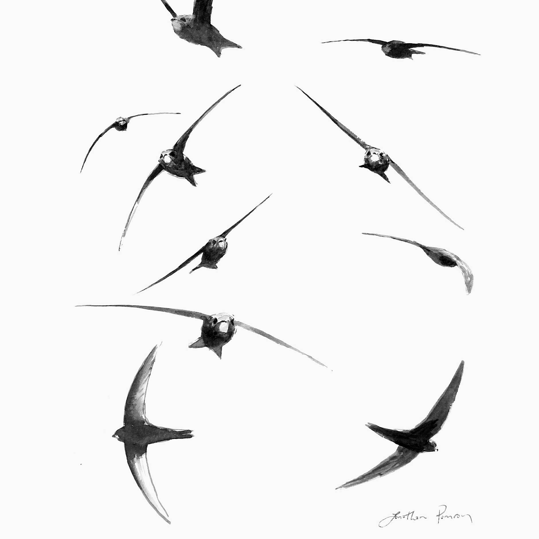 Charles Foster: Wie der Forscherpoet in seinem neuen Buch Mauersegler anbetet