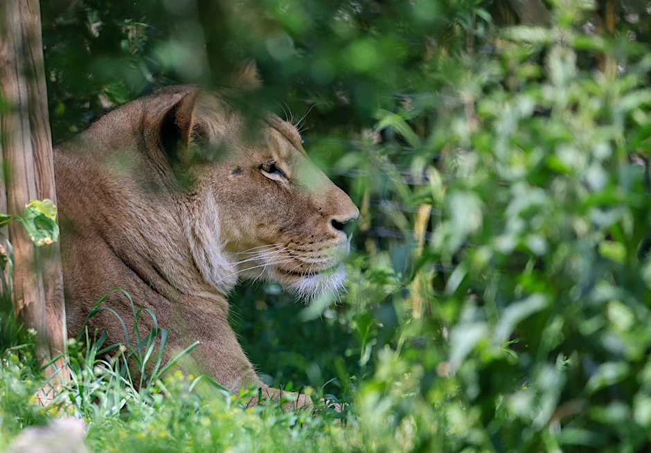 ARCHIV - Normalerweise sieht man Löwen nur im Zoo - wie hier in Leipzig.  