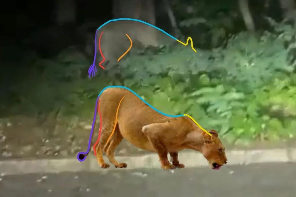 Die Unterscheide zwischen Löwin und Wildschwein sind farblich markiert.