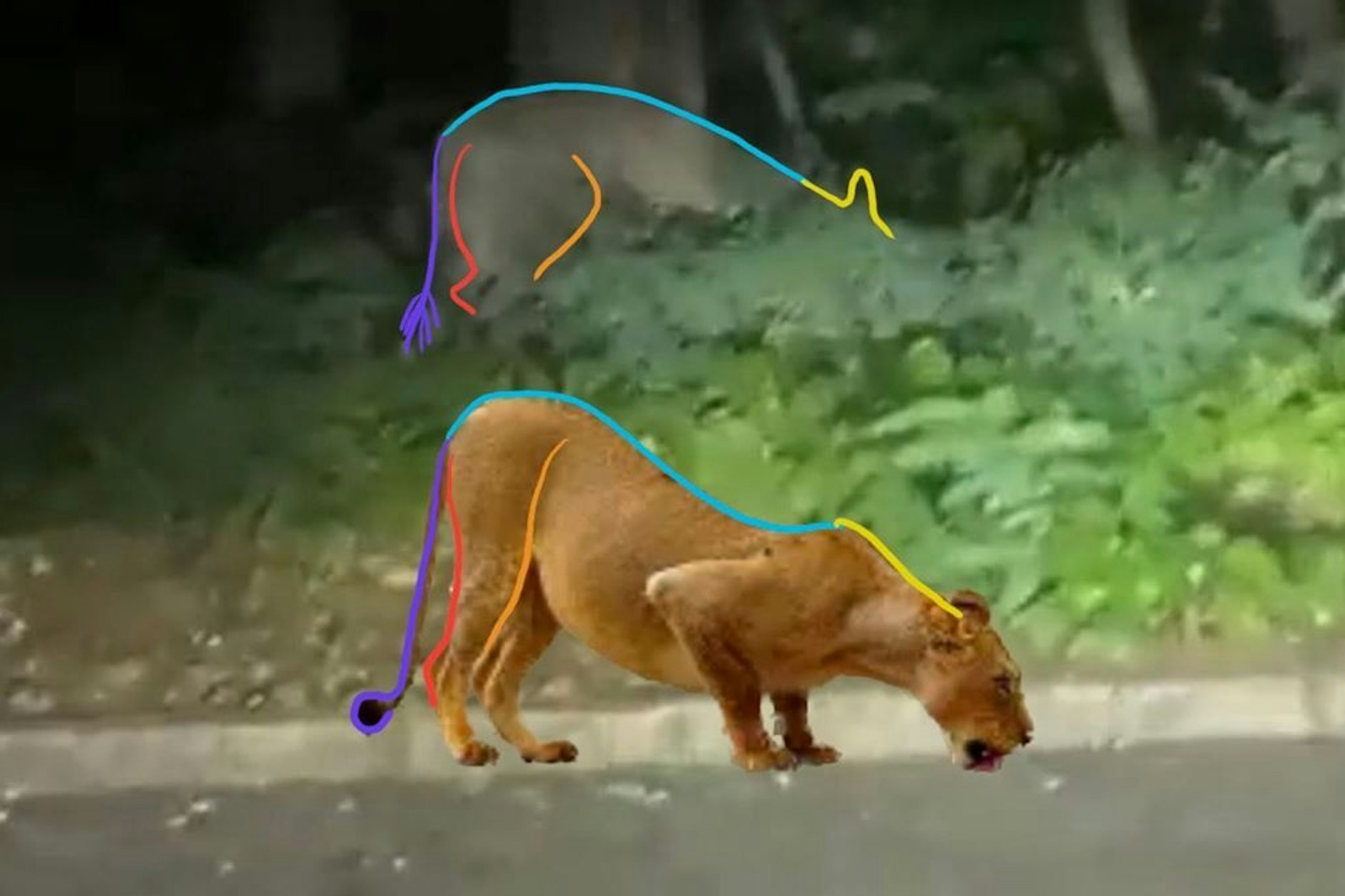 Die Unterscheide zwischen Löwin und Wildschwein sind farblich markiert.