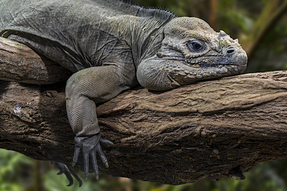 Eine Reptil aus der Familie der Leguane hat sich in ein Berliner Ministerium verirrt. (Symbolfoto)&nbsp;