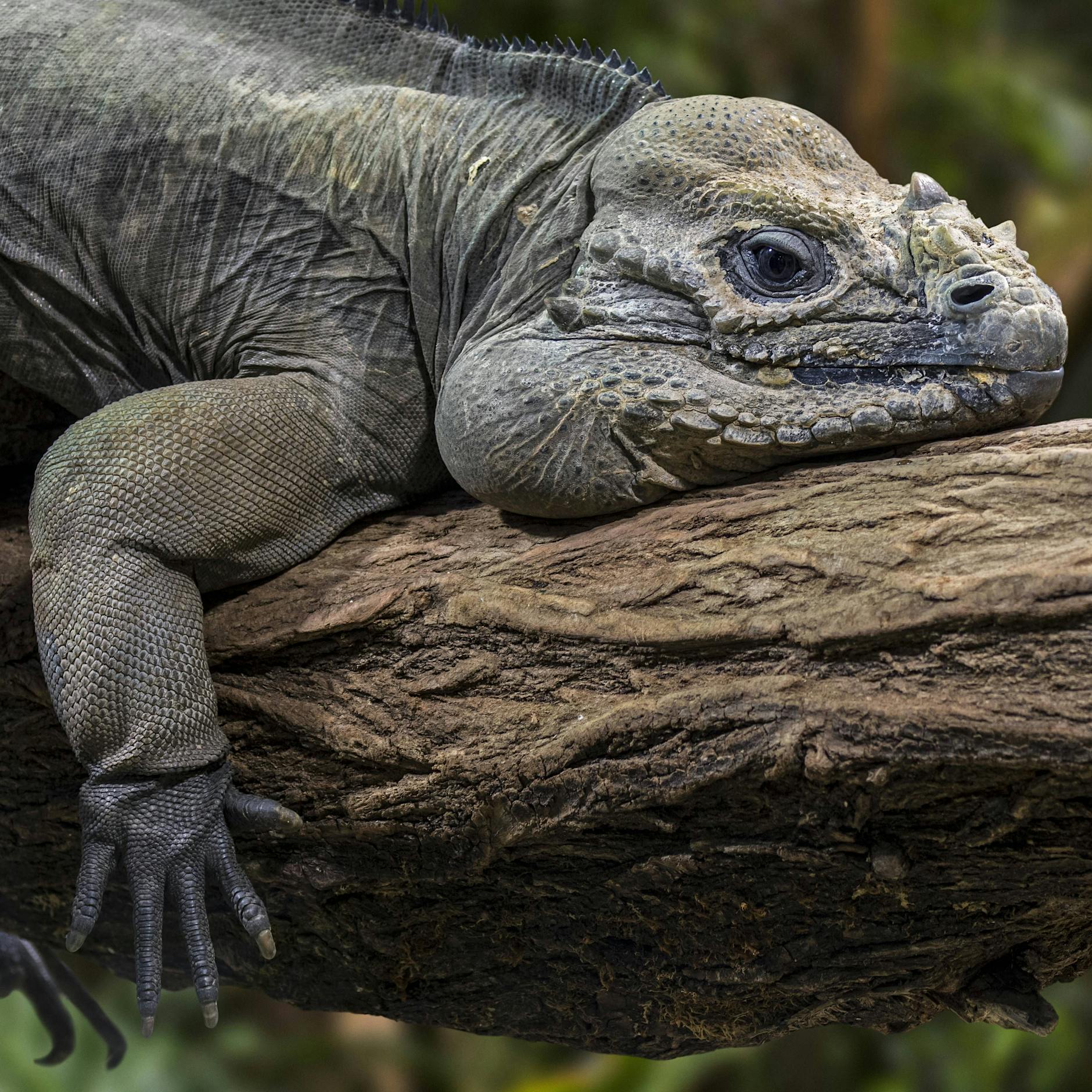Leguan entdeckt: Berliner Tiergeschichten gehen weiter