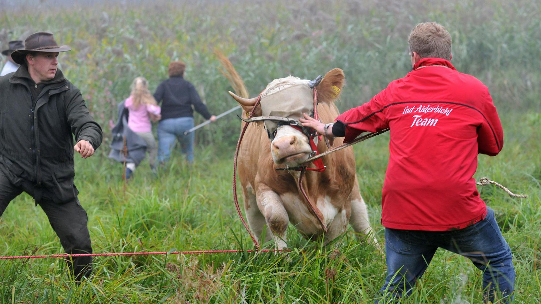 Kuh Yvonne wird auf einer Weide bei Stefanskirchen im Landkreis Mühldorf am Inn eingefangen. Ihre Flucht vor dem Schlachter macht sie 2011 zum internationalen Medienstar.