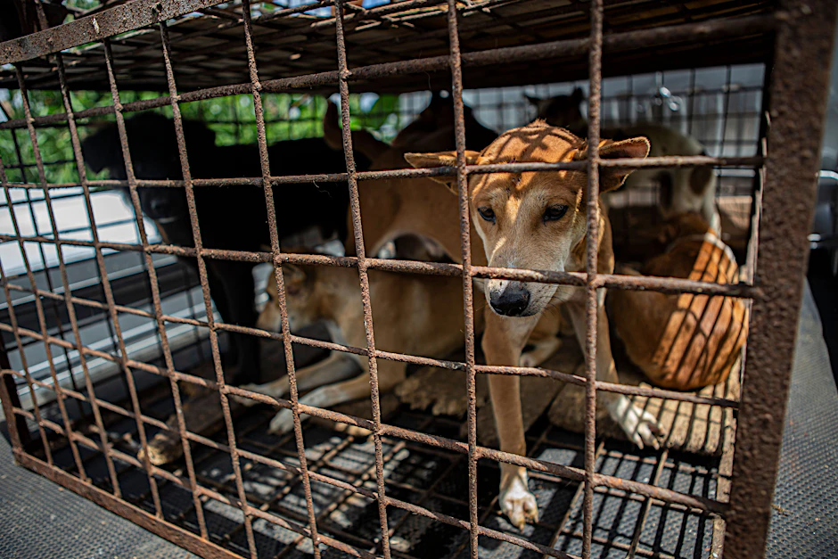 Hunde auf dem berüchtigten Wildtiermarkt von Tomohon auf der indonesischen Insel Sulawesi