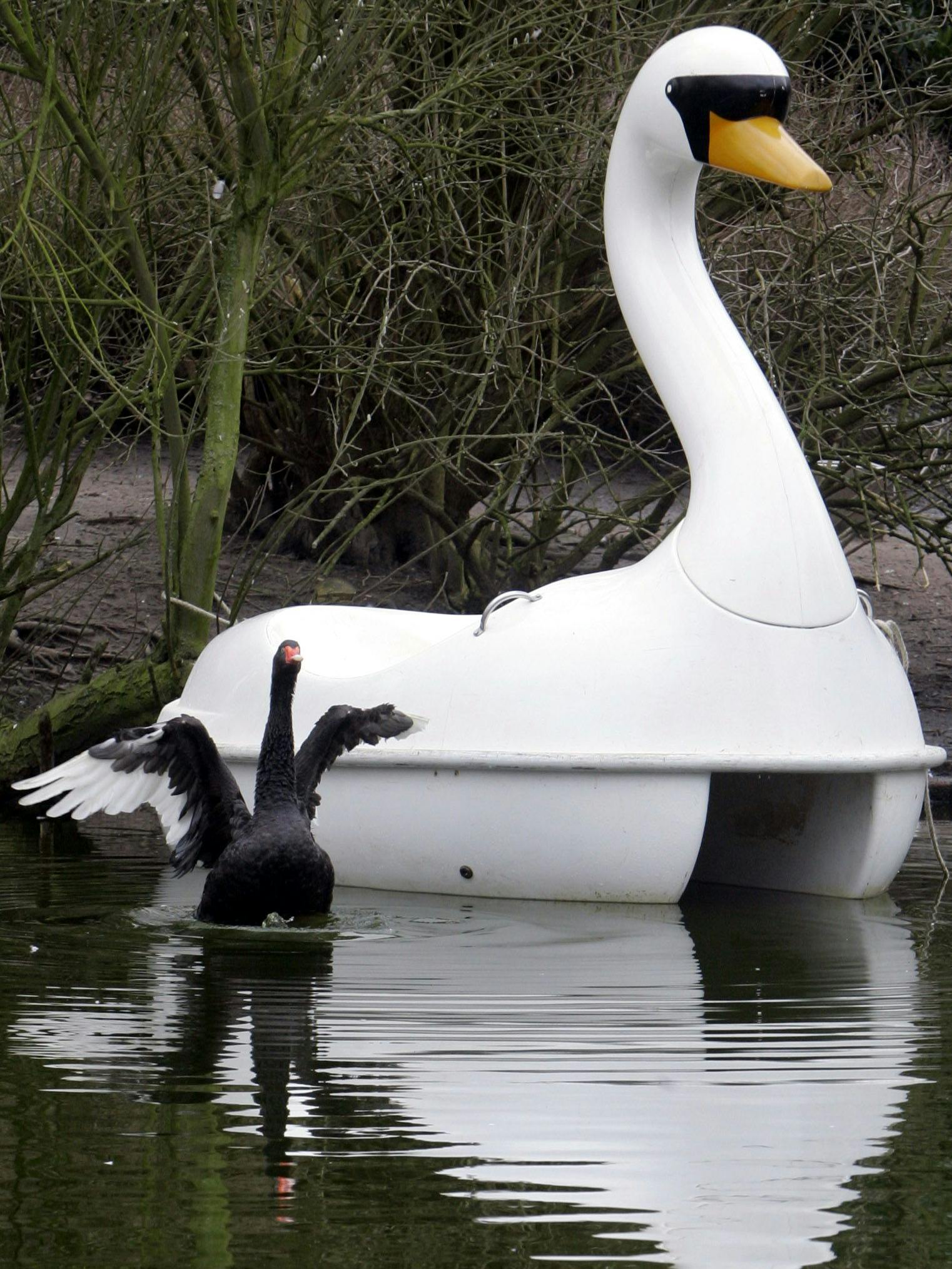 Wo die Liebe hinfällt: Schwan Petra wich wochenlang einem Tretboot in Schwanengestalt nicht von der Seite.