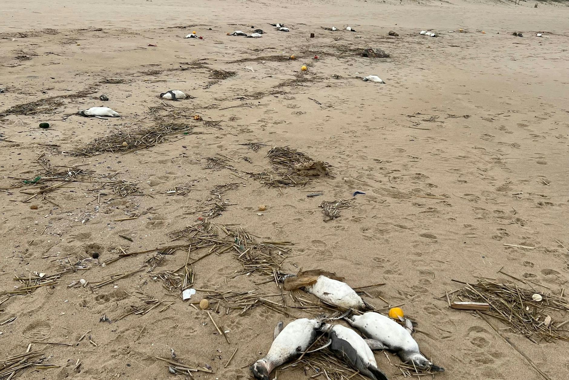 Tote Pinguine an einem Strand in Uruguay