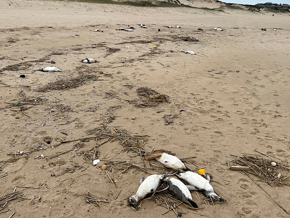 Tote Pinguine an einem Strand in Uruguay