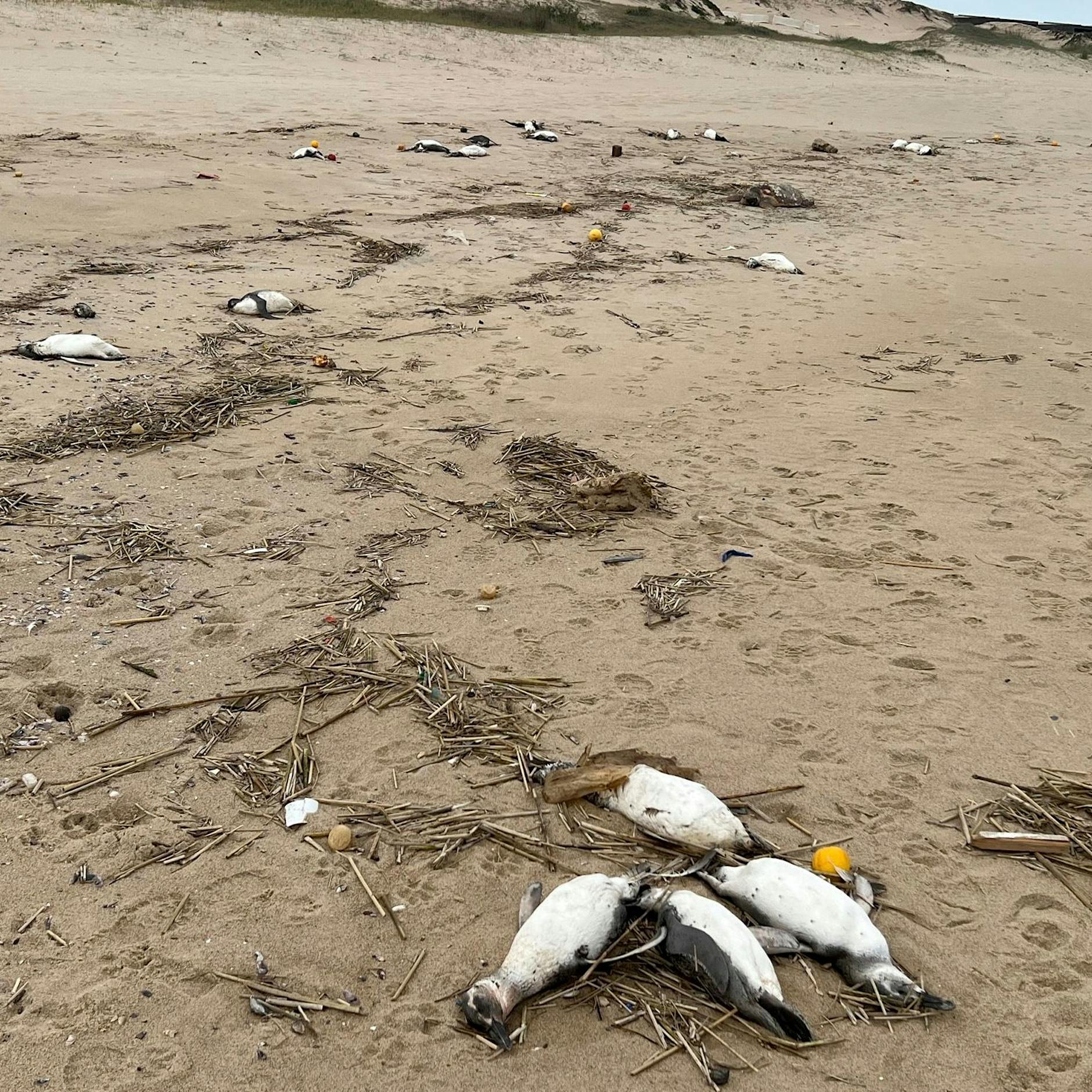Massenhaft tote Pinguine an Uruguays Küsten angespült