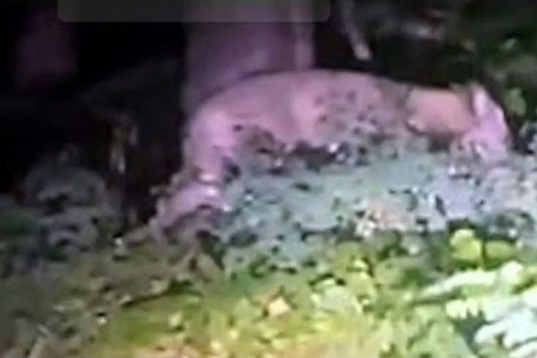 Das gesichtete Tier sorgt immer noch für Diskussionen.