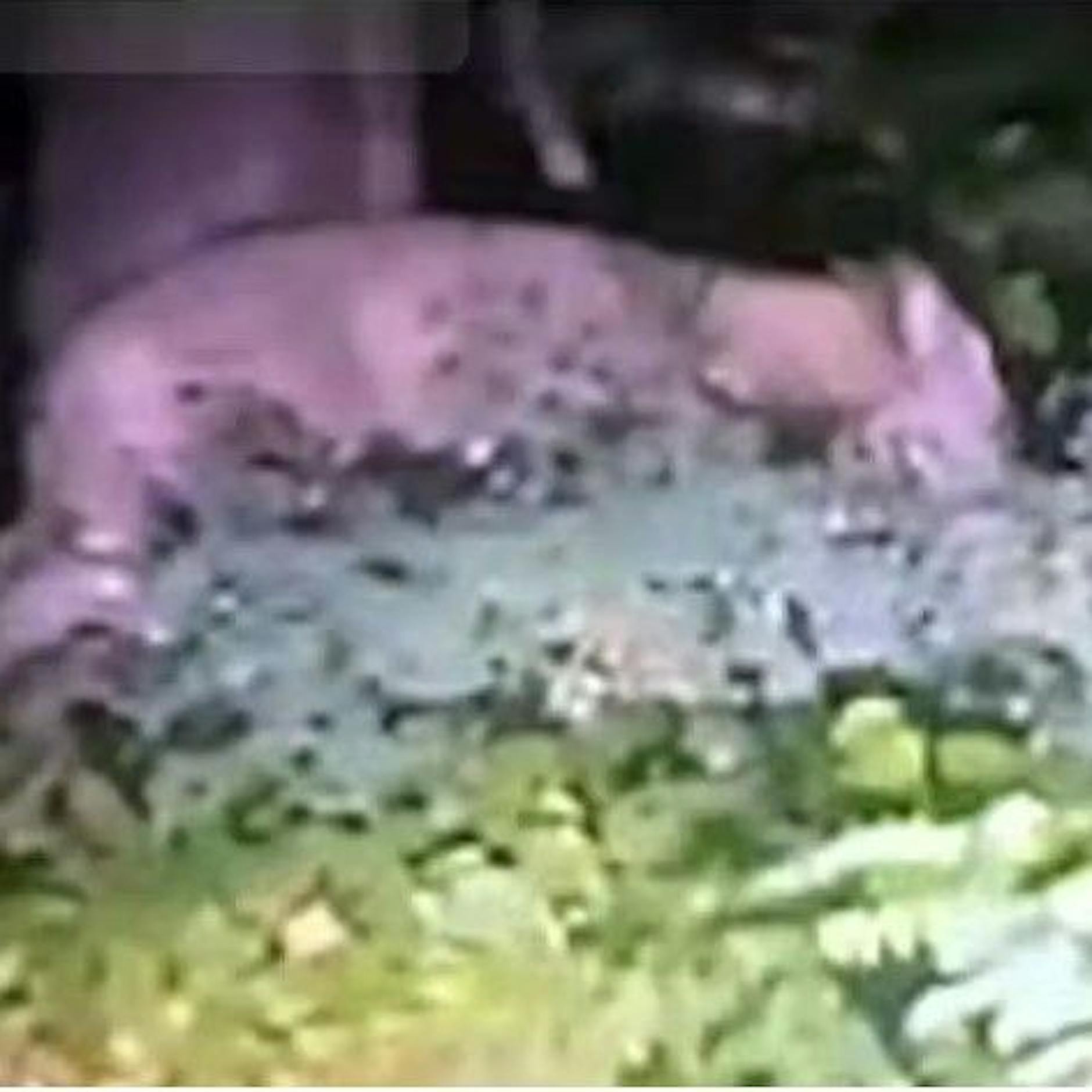 Löwin in Berlin? Weiter Zweifel an Wildschwein-Theorie, Filmemacher spricht