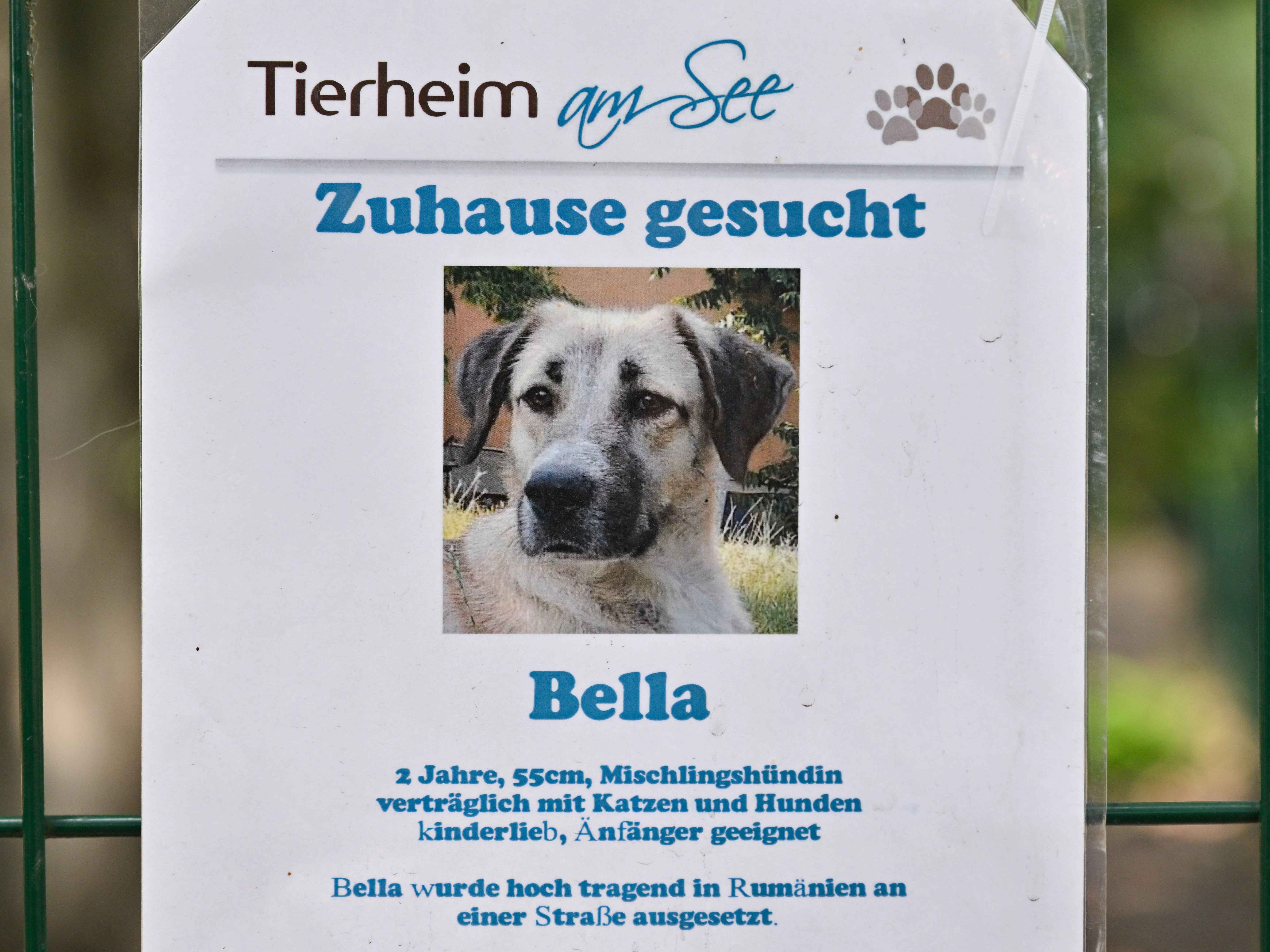 Am Gitter eines Zwingers im Tierheim am See hängt ein Foto von einem Hund und dessen Beschreibung.  Von Bella, einer Mischlingshündin, die in Rumänien ausgesetzt wurde.