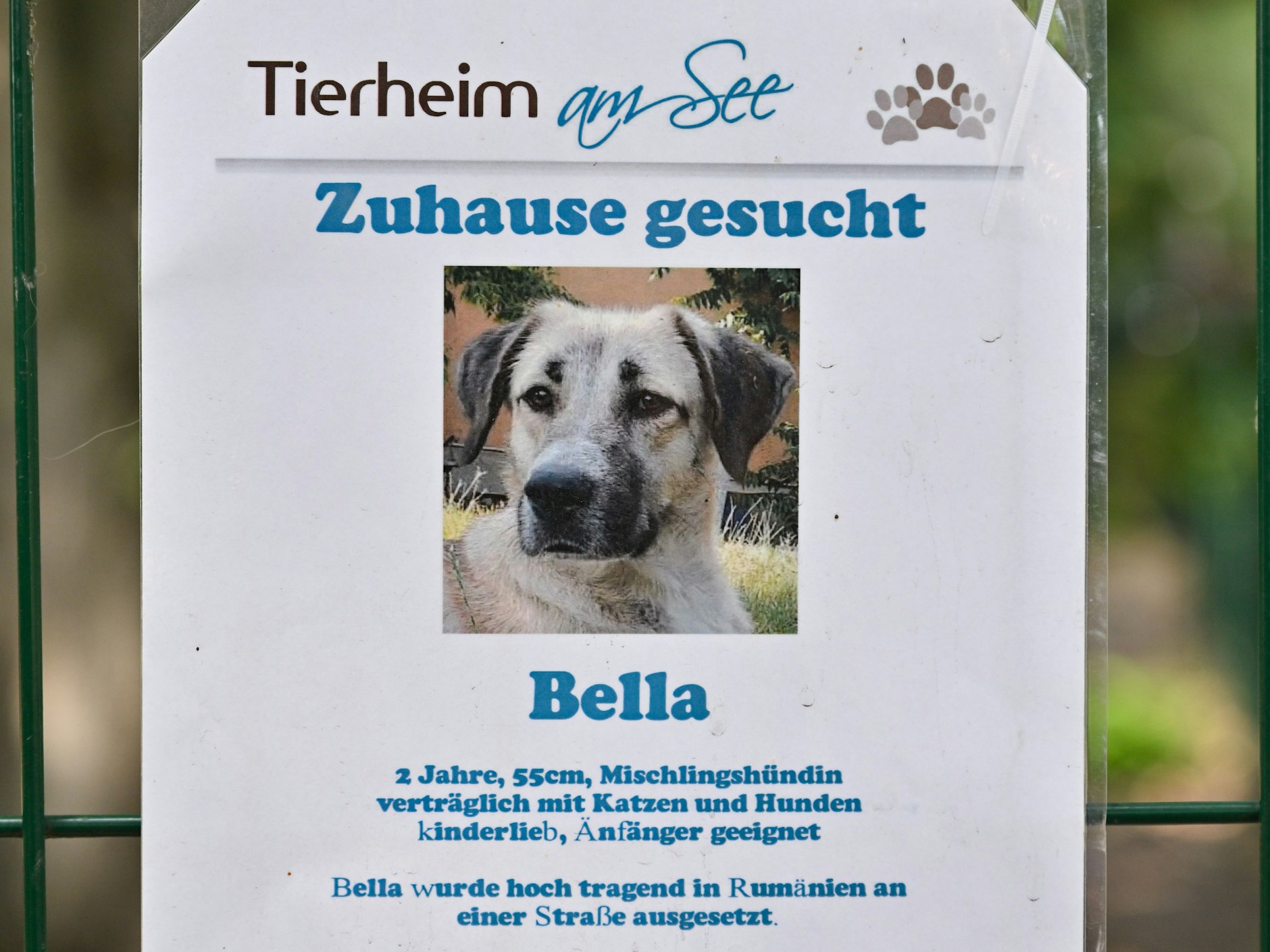 Am Gitter eines Zwingers im Tierheim am See hängt ein Foto von einem Hund und dessen Beschreibung. Von Bella, einer Mischlingshündin, die in Rumänien ausgesetzt wurde.