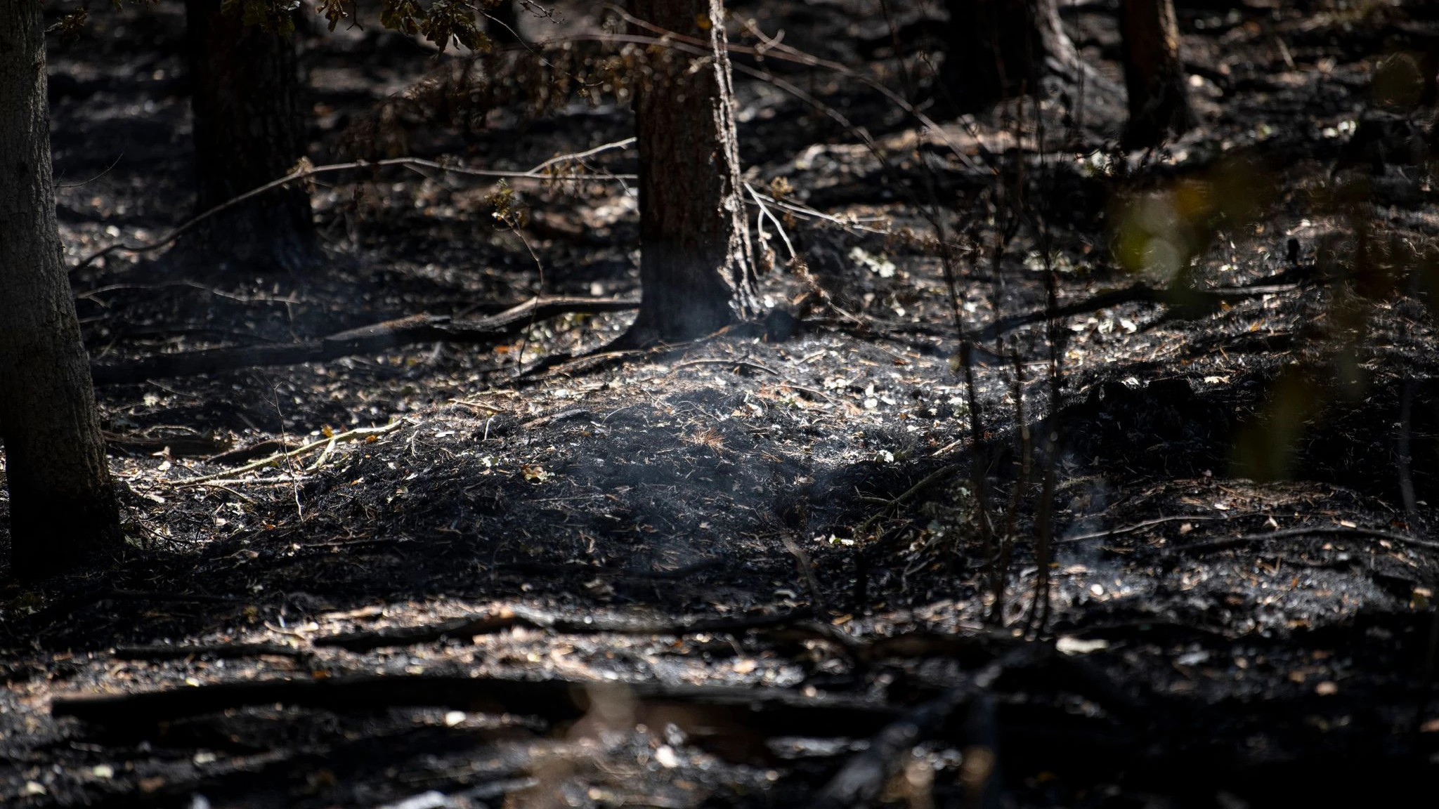 Nach dem Feuer: Der Wald ist verkohlt, immer noch steigt Rauch auf.