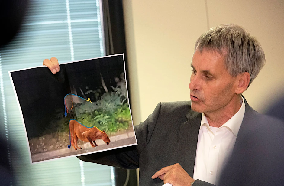 Dieses Foto soll zeigen, dass in dem Twitter-Video kein Löwe, sondern ein Wildschwein zu sehen ist. Es gibt Experten, die zweifeln.