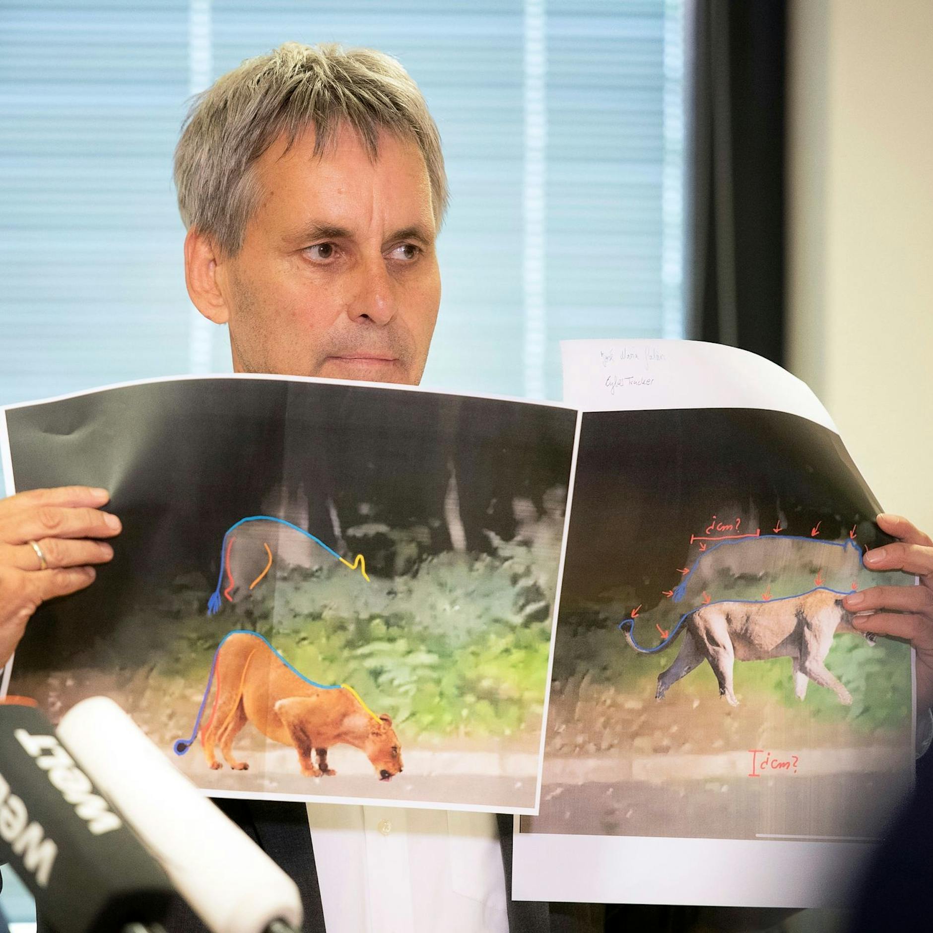 Kotprobe ergibt: Der „Löwe von Berlin“ ist ein Pflanzenfresser!