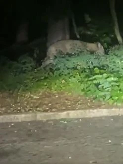 Dieses Video kursierte auf Twitter und sollte eine Löwin zeigen.