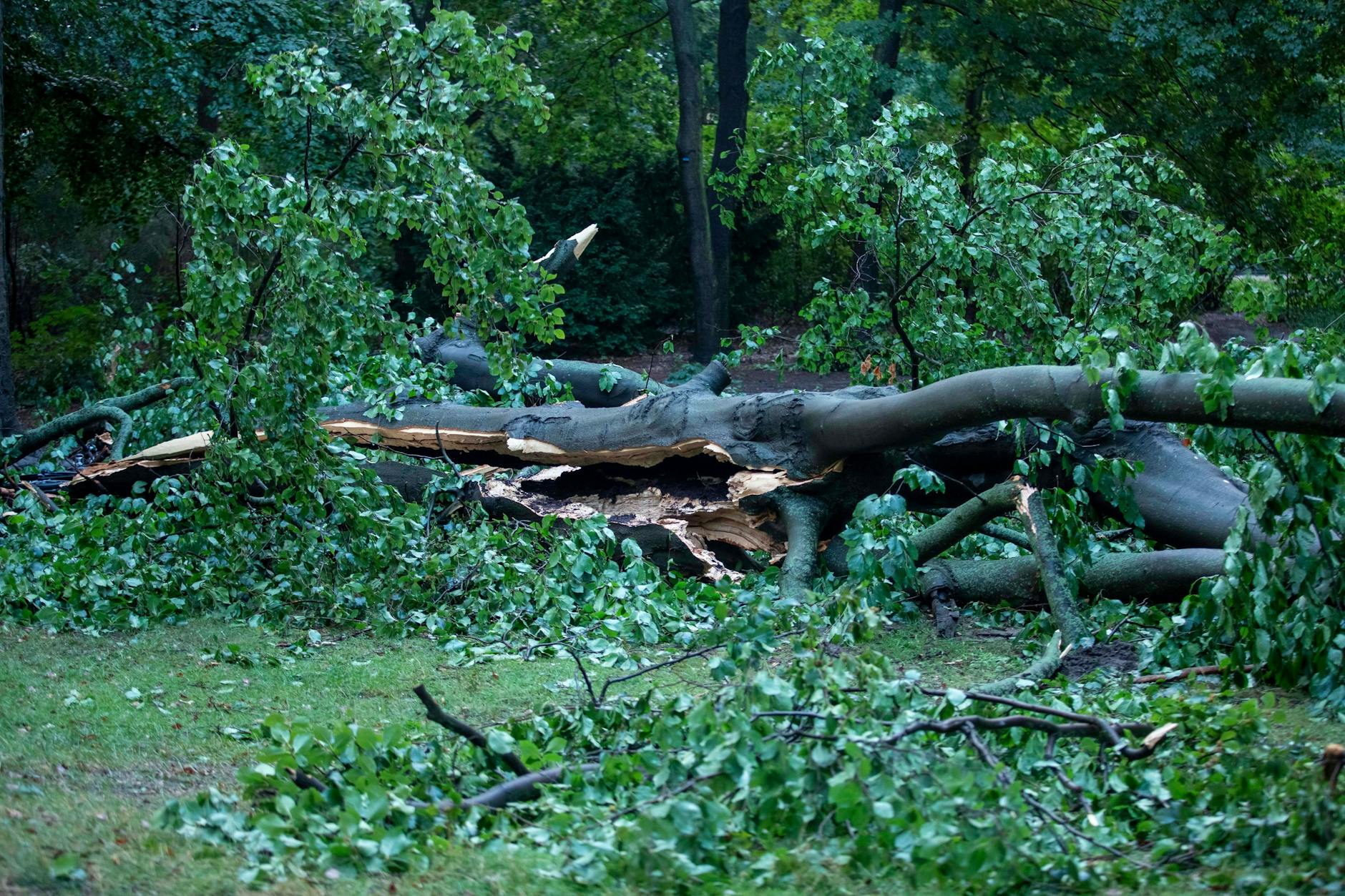 Umgeknickter Baum nach dem Unwetter am Montag in Berlin. Vor allem der nördliche Teil Berlins war von dem Unwetter betroffen.