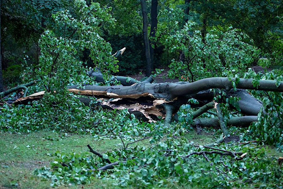 Umgeknickter Baum nach dem Unwetter am Montag in Berlin.&nbsp;Vor allem der nördliche Teil Berlins war von dem Unwetter betroffen.