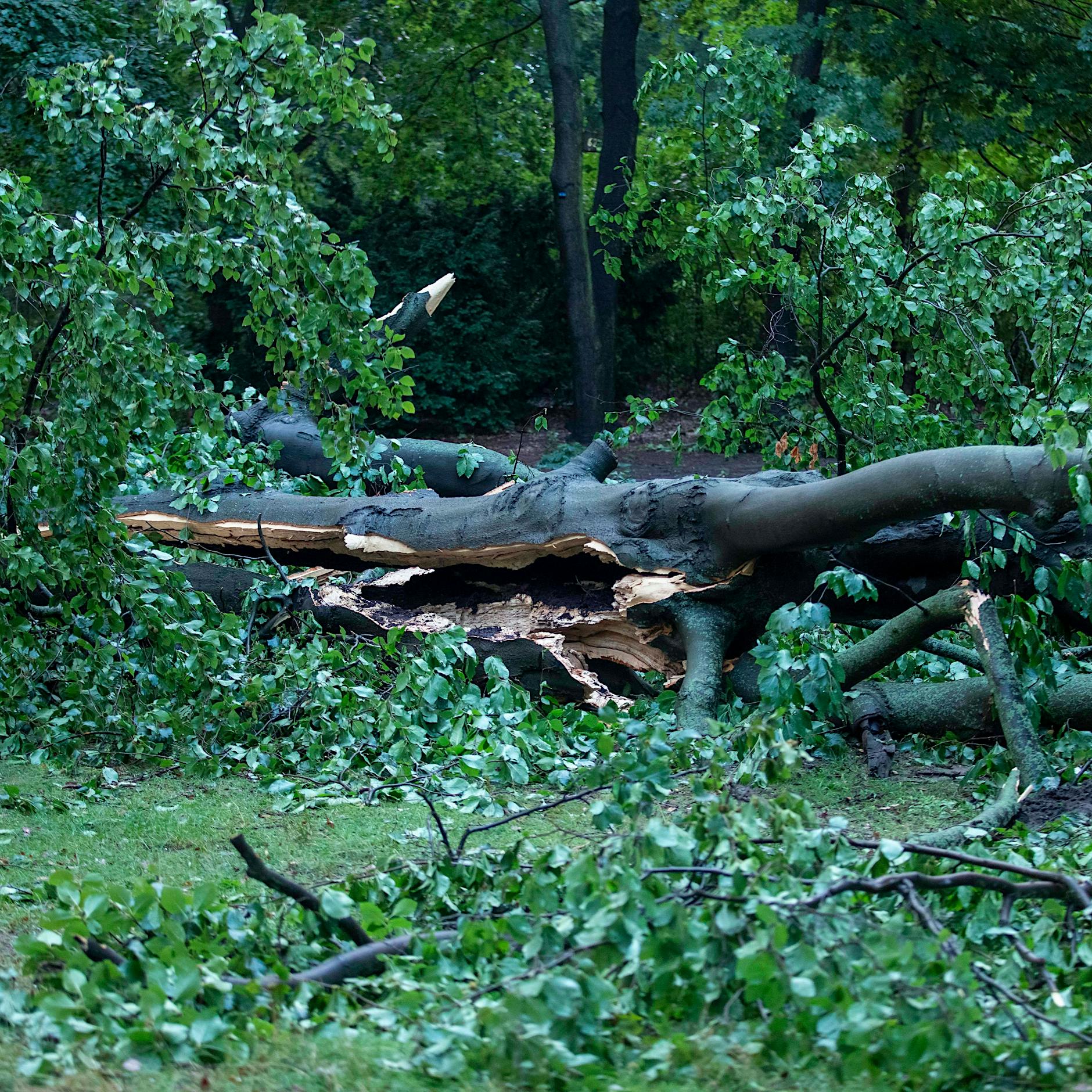 Unwetter in Berlin: Ich habe schon einige erlebt – bin ich jetzt eine Klimaleugnerin?