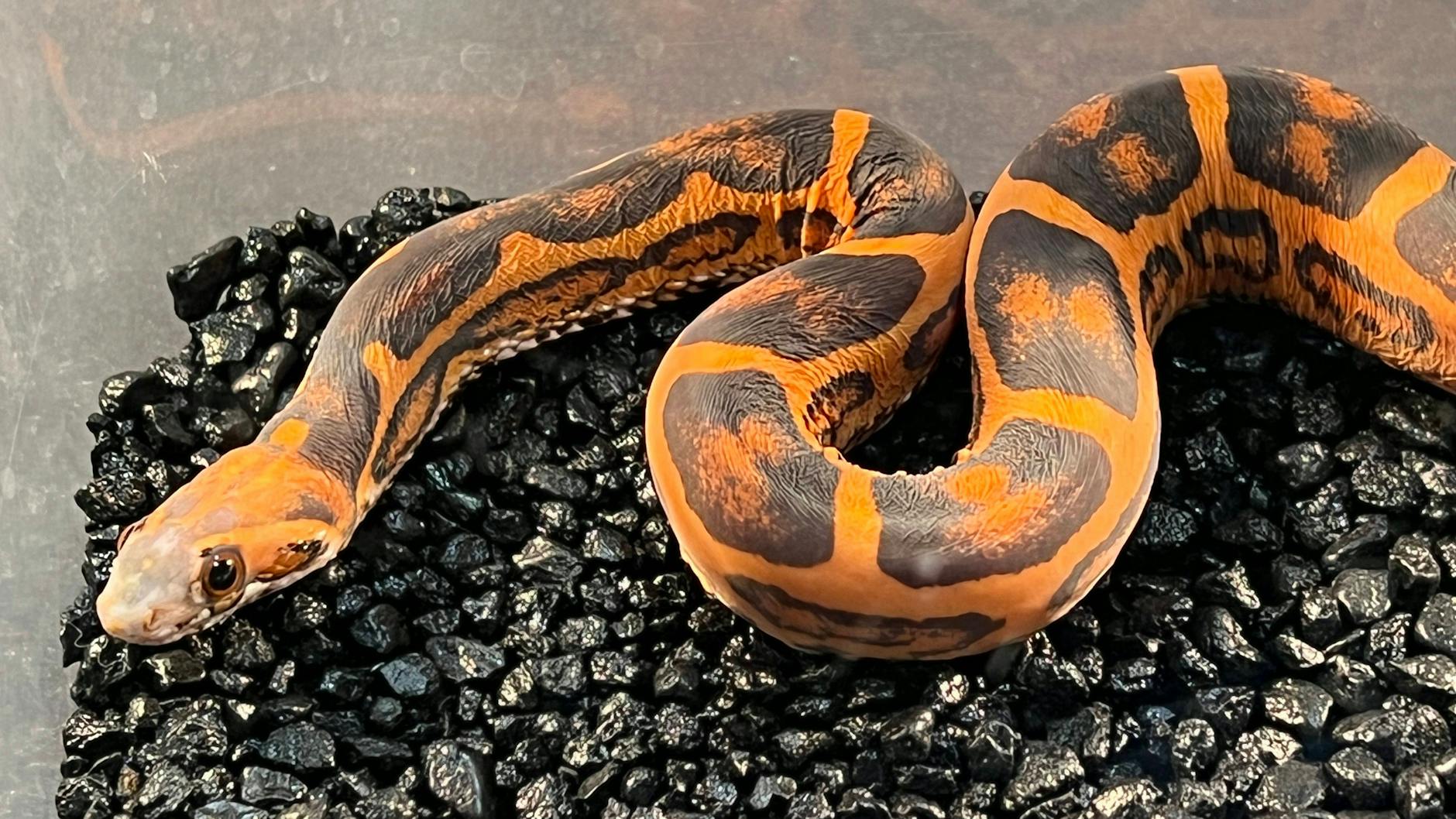 Eine Kornnatter: So eine Würgeschlange sorgte in Fürstenwalde für Aufregung.