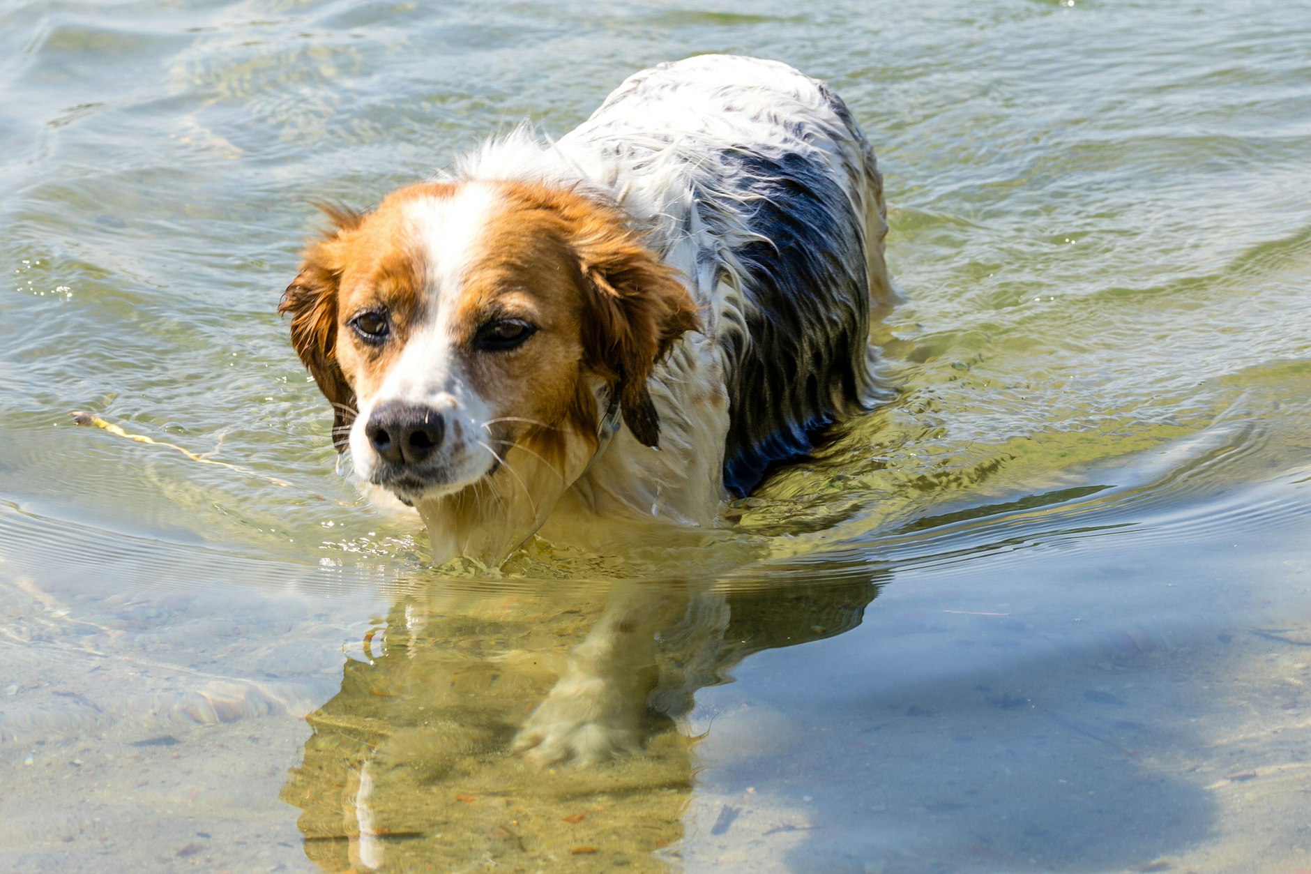 Ruth Lember in Ulrich Woelks Roman stoppt beim Joggen, als ein Hund am See angerannt kommt.