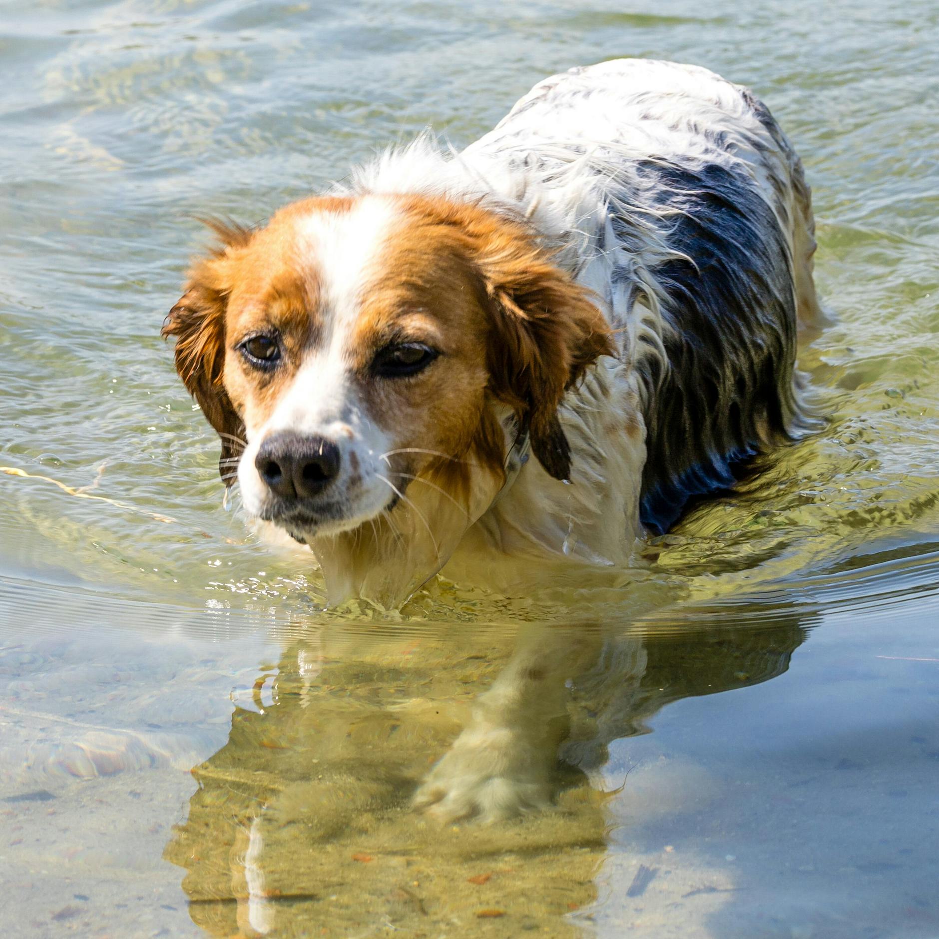 Image - Ulrich Woelks „Mittsommertage“: Der Hundebiss am Lietzensee