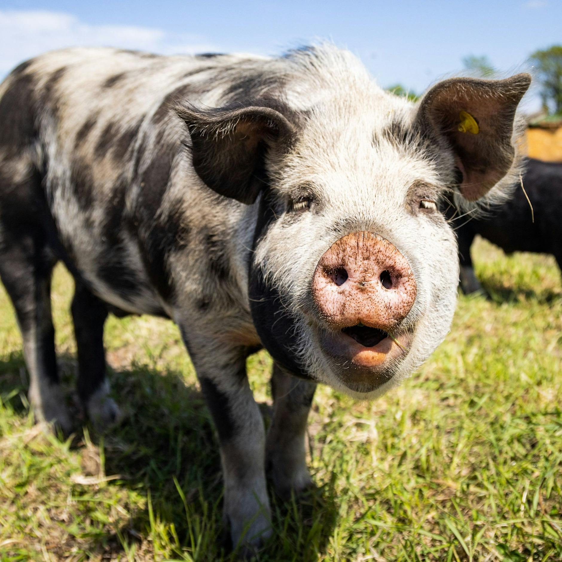 Nach Löwin in Berlin: Jetzt wird im Osten jede Sau durchs Dorf getrieben