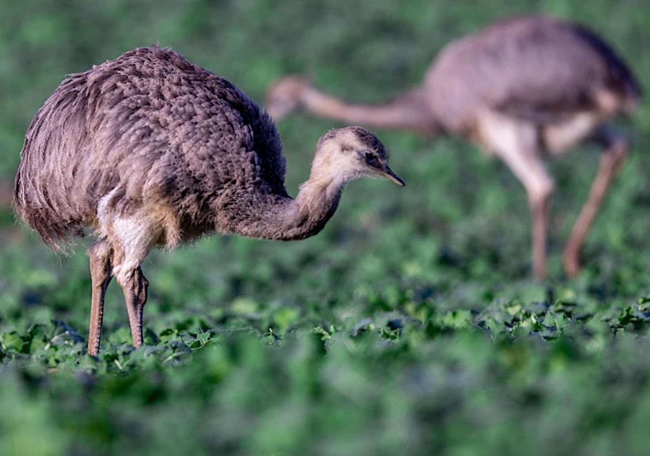 Mecklenburg-Vorpommern: Zwei wild lebende Nandus bei der Futtersuche. Tausende Kilometer von ihrem natürlichen Verbreitungsgebiet, der südamerikanischen Pampa, entfernt haben Nandus in Norddeutschland eine neue Heimat gefunden. Als sogenannte invasive Art könnten die Tiere in Zukunft auch mit Pfeil und Bogen statt mit Gewehr gejagt werden.&nbsp;