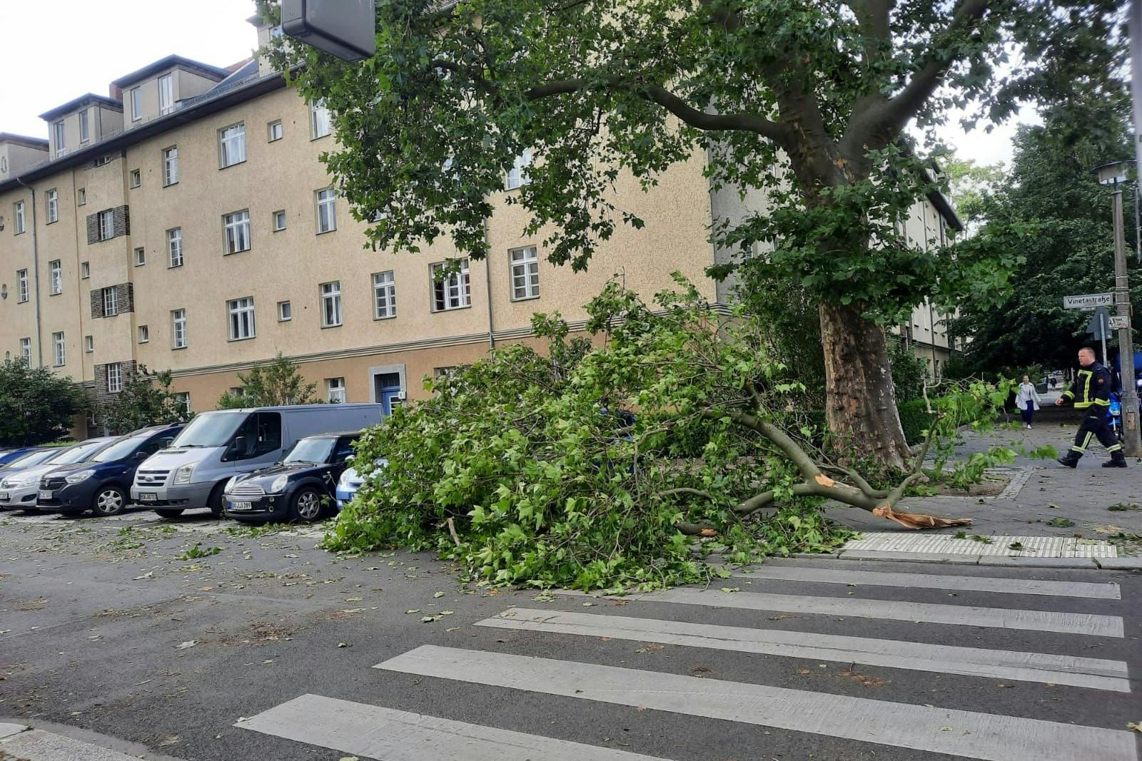 Die Feuerwehr beseitigt am Dienstagmorgen einen Baum in der Vinetastraße, der auf ein Auto gestürzt war.