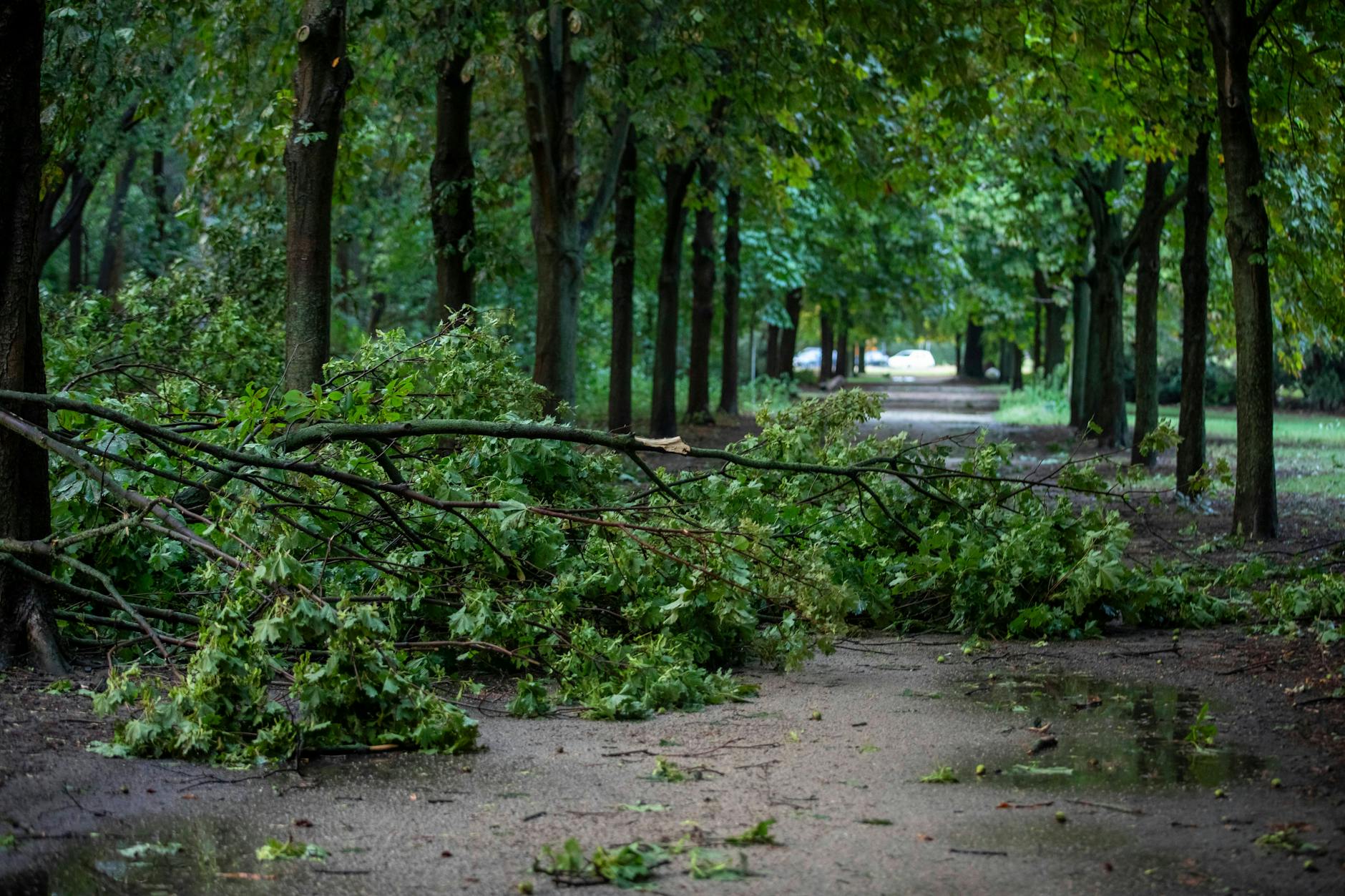 Ein umgeknickter Baum in Berlin. Der Baumbestand soll erhöht werden.